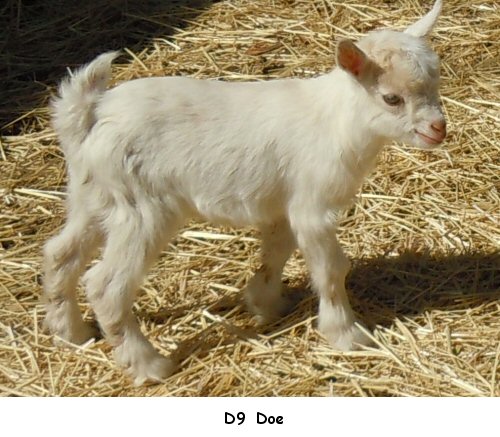 the Tyny Goat Ranch Oklahoma City, Oklahoma,USAPygmy